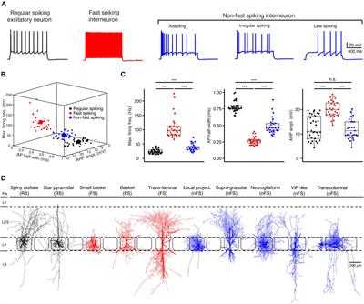 Cell-Type Specific Neuromodulation of Excitatory and Inhibitory Neurons via Muscarinic Acetylcholine Receptors in Layer 4 of Rat Barrel Cortex